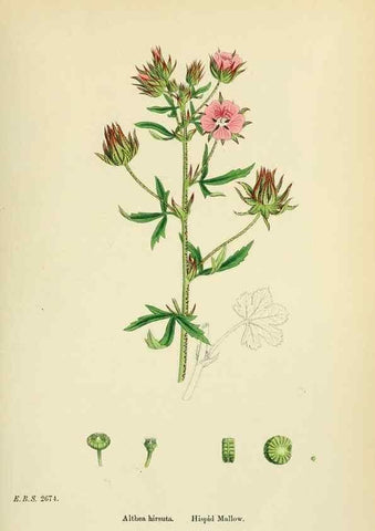 Reproducción/Reproduction 48754939733: English botany, or, Coloured figures of British plants /. London :R. Hardwicke,1863-1886.. 