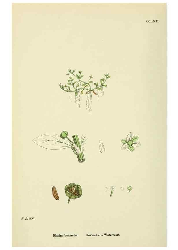 Reproducción/Reproduction 48755254901: English botany, or, Coloured figures of British plants /. London :R. Hardwicke,1863-1886.. 