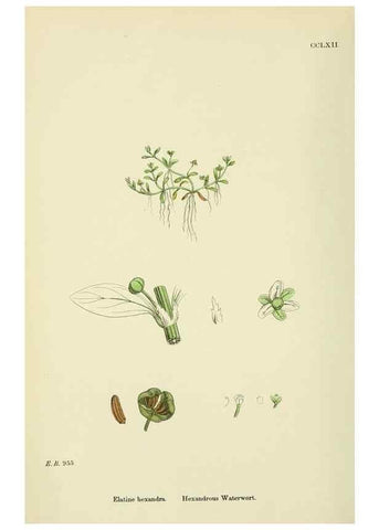 Reproducción/Reproduction 48755254901: English botany, or, Coloured figures of British plants /. London :R. Hardwicke,1863-1886.. 