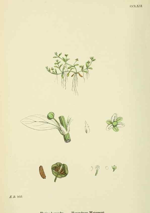 Reproducción/Reproduction 48755254901: English botany, or, Coloured figures of British plants /. London :R. Hardwicke,1863-1886.. 