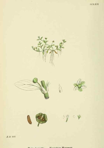 Reproducción/Reproduction 48755254901: English botany, or, Coloured figures of British plants /. London :R. Hardwicke,1863-1886.. 