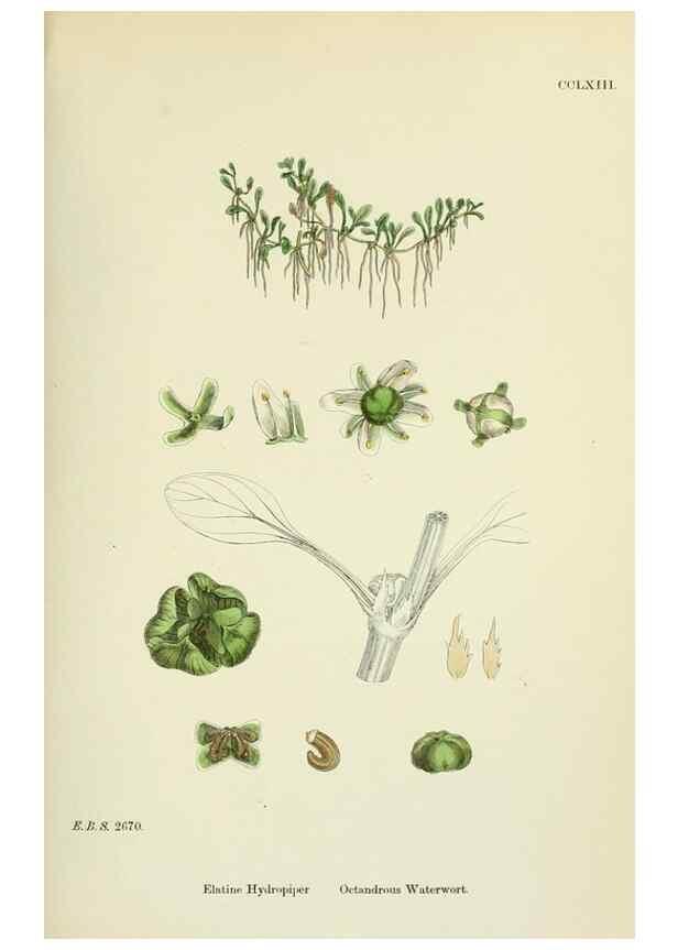 Reproducción/Reproduction 48755255166: English botany, or, Coloured figures of British plants /. London :R. Hardwicke,1863-1886.. 