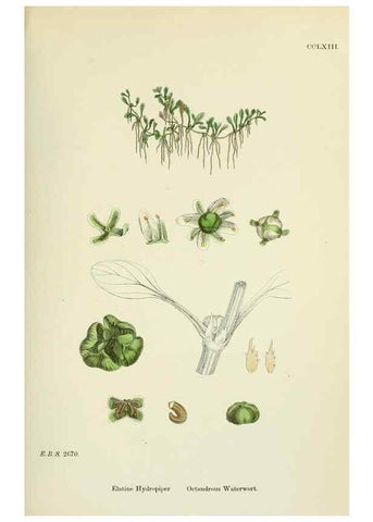 Reproducción/Reproduction 48755255166: English botany, or, Coloured figures of British plants /. London :R. Hardwicke,1863-1886.. 