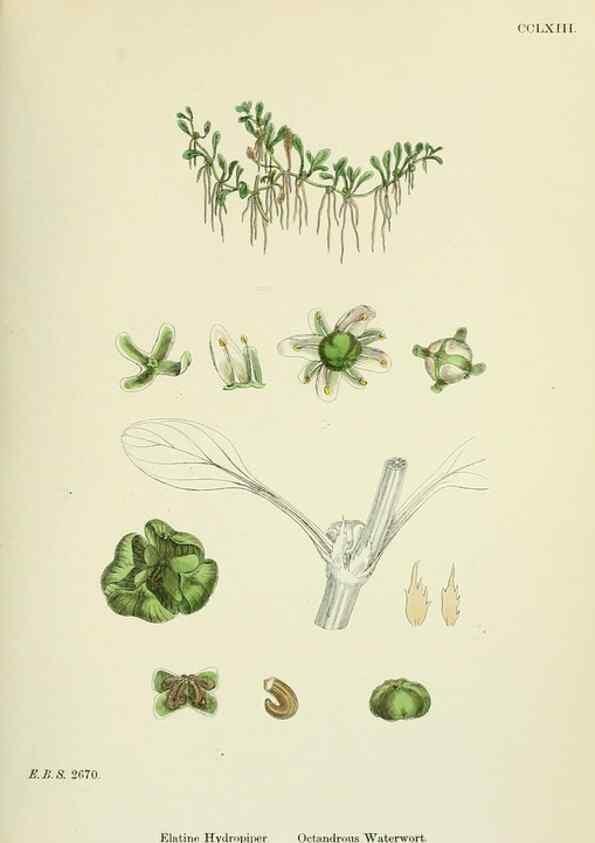 Reproducción/Reproduction 48755255166: English botany, or, Coloured figures of British plants /. London :R. Hardwicke,1863-1886.. 