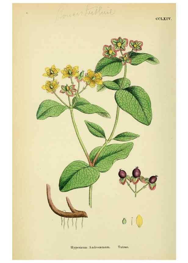 Reproducción/Reproduction 48755255481: English botany, or, Coloured figures of British plants /. London :R. Hardwicke,1863-1886.. 