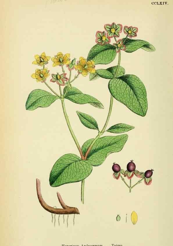 Reproducción/Reproduction 48755255481: English botany, or, Coloured figures of British plants /. London :R. Hardwicke,1863-1886.. 