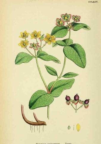 Reproducción/Reproduction 48755255481: English botany, or, Coloured figures of British plants /. London :R. Hardwicke,1863-1886.. 