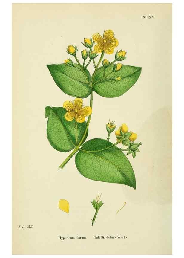 Reproducción/Reproduction 48755451287: English botany, or, Coloured figures of British plants /. London :R. Hardwicke,1863-1886.. 