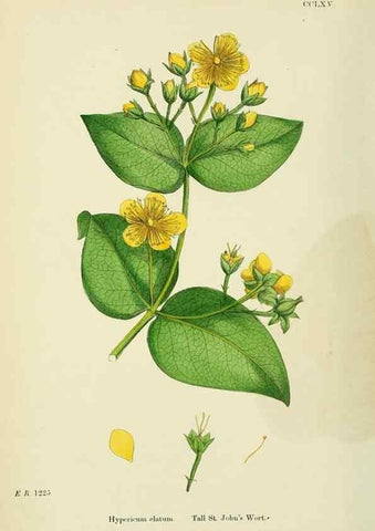 Reproducción/Reproduction 48755451287: English botany, or, Coloured figures of British plants /. London :R. Hardwicke,1863-1886.. 