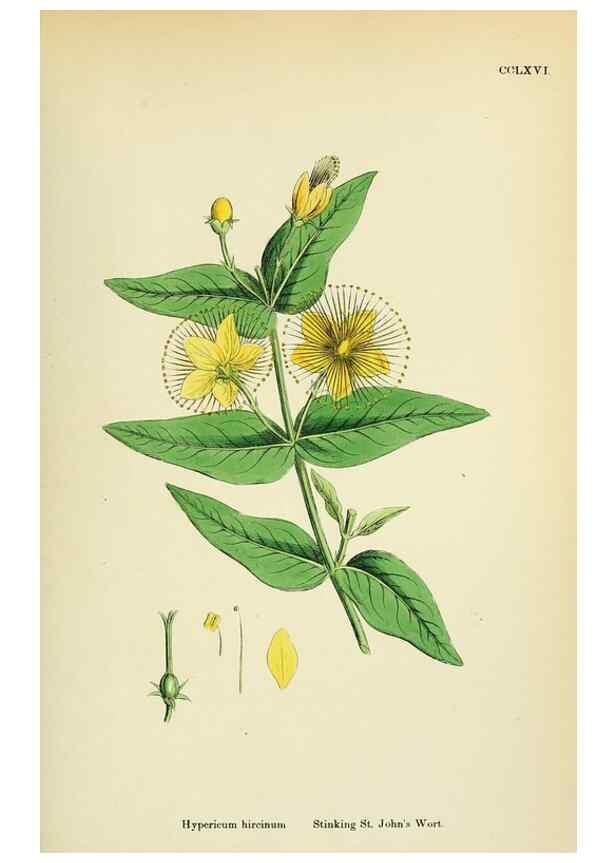 Reproducción/Reproduction 48754935398: English botany, or, Coloured figures of British plants /. London :R. Hardwicke,1863-1886.. 