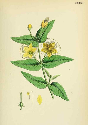 Reproducción/Reproduction 48754935398: English botany, or, Coloured figures of British plants /. London :R. Hardwicke,1863-1886.. 