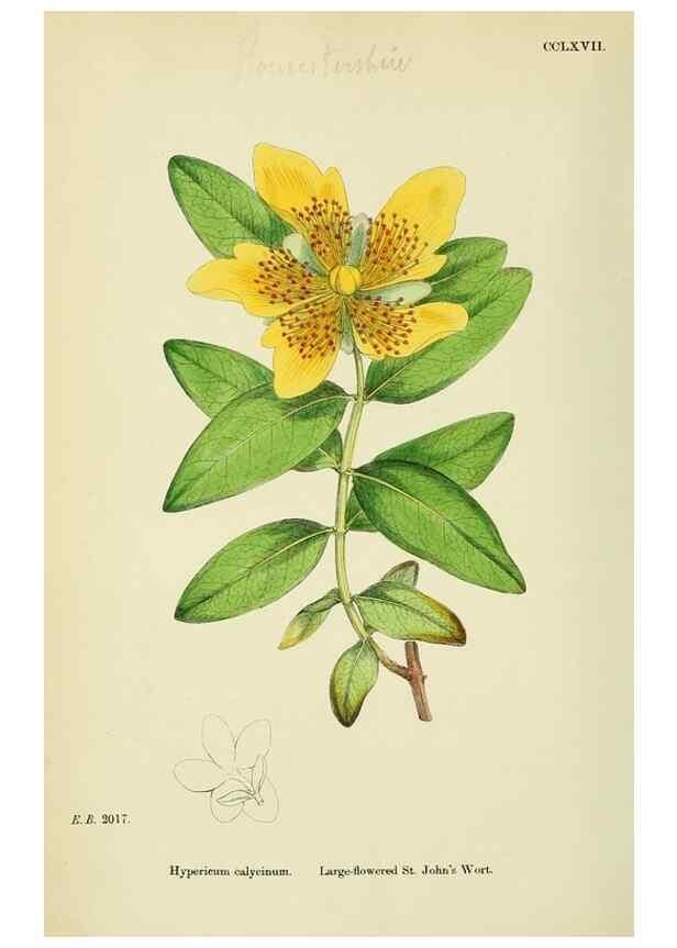 Reproducción/Reproduction 48755256556: English botany, or, Coloured figures of British plants /. London :R. Hardwicke,1863-1886.. 