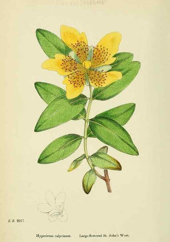 Reproducción/Reproduction 48755256556: English botany, or, Coloured figures of British plants /. London :R. Hardwicke,1863-1886.. 