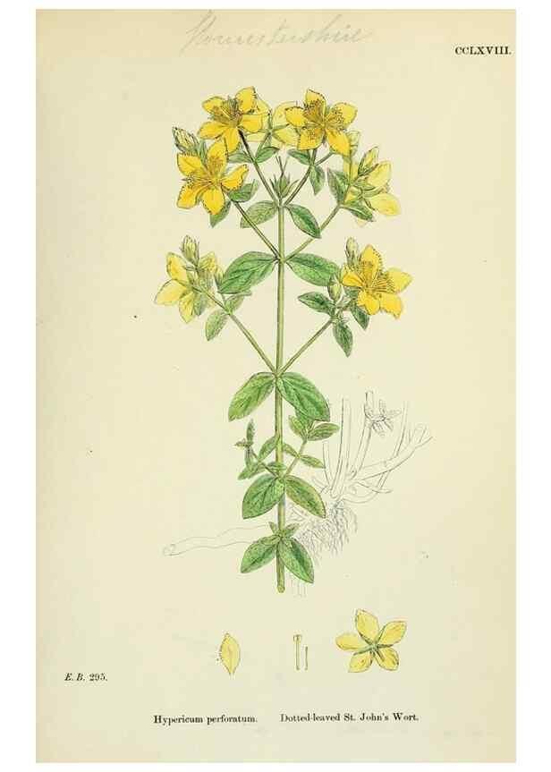 Reproducción/Reproduction 48755256896: English botany, or, Coloured figures of British plants /. London :R. Hardwicke,1863-1886.. 