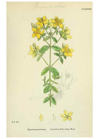 Reproducción/Reproduction 48755256896: English botany, or, Coloured figures of British plants /. London :R. Hardwicke,1863-1886.. 