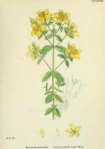 Reproducción/Reproduction 48755256896: English botany, or, Coloured figures of British plants /. London :R. Hardwicke,1863-1886.. 