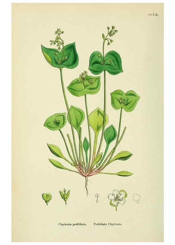 Reproducción/Reproduction 48755434182: English botany, or, Coloured figures of British plants /. London :R. Hardwicke,1863-1886.. 
