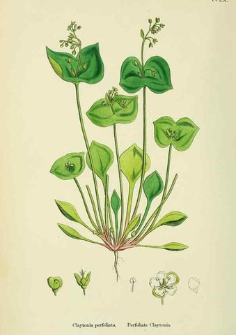 Reproducción/Reproduction 48755434182: English botany, or, Coloured figures of British plants /. London :R. Hardwicke,1863-1886.. 