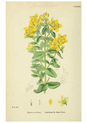 Reproducción/Reproduction 48755452567: English botany, or, Coloured figures of British plants /. London :R. Hardwicke,1863-1886.. 
