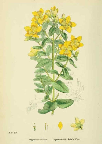 Reproducción/Reproduction 48755452567: English botany, or, Coloured figures of British plants /. London :R. Hardwicke,1863-1886.. 