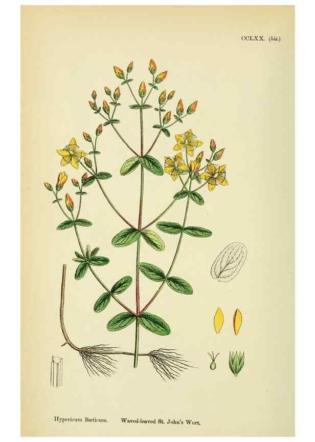 Reproducción/Reproduction 48755257841: English botany, or, Coloured figures of British plants /. London :R. Hardwicke,1863-1886.. 