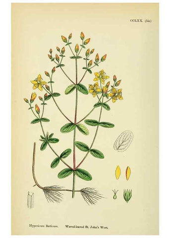 Reproducción/Reproduction 48755257841: English botany, or, Coloured figures of British plants /. London :R. Hardwicke,1863-1886.. 