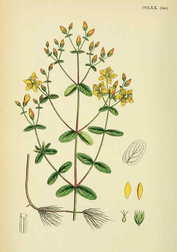 Reproducción/Reproduction 48755257841: English botany, or, Coloured figures of British plants /. London :R. Hardwicke,1863-1886.. 
