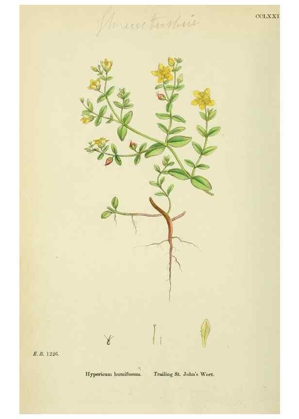 Reproducción/Reproduction 48755258146: English botany, or, Coloured figures of British plants /. London :R. Hardwicke,1863-1886.. 