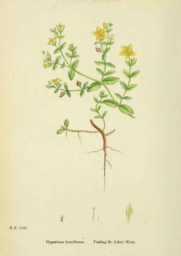 Reproducción/Reproduction 48755258146: English botany, or, Coloured figures of British plants /. London :R. Hardwicke,1863-1886.. 