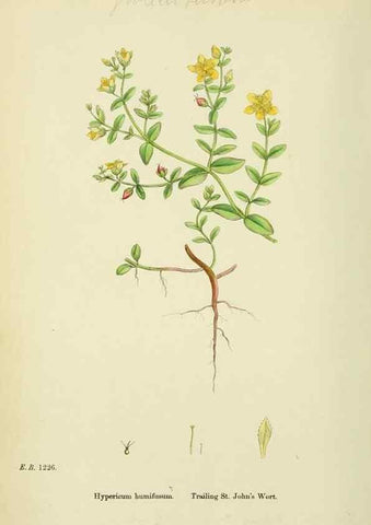 Reproducción/Reproduction 48755258146: English botany, or, Coloured figures of British plants /. London :R. Hardwicke,1863-1886.. 