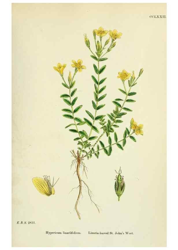 Reproducción/Reproduction 48755453952: English botany, or, Coloured figures of British plants /. London :R. Hardwicke,1863-1886.. 