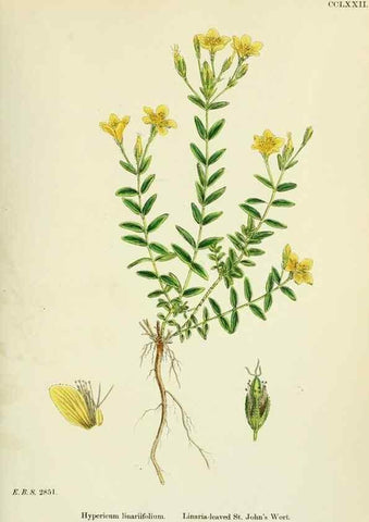 Reproducción/Reproduction 48755453952: English botany, or, Coloured figures of British plants /. London :R. Hardwicke,1863-1886.. 