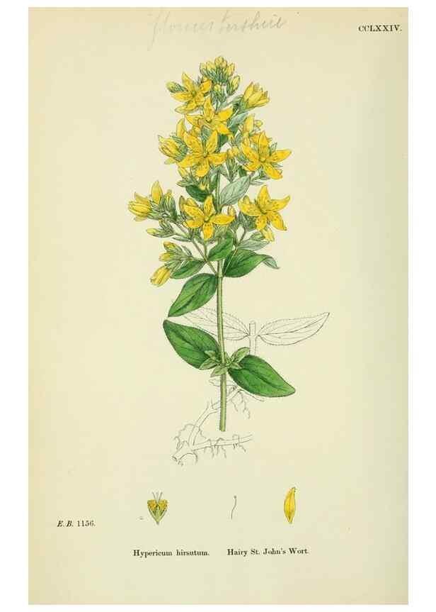 Reproducción/Reproduction 48755454337: English botany, or, Coloured figures of British plants /. London :R. Hardwicke,1863-1886.. 