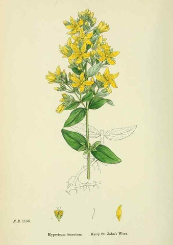 Reproducción/Reproduction 48755454337: English botany, or, Coloured figures of British plants /. London :R. Hardwicke,1863-1886.. 