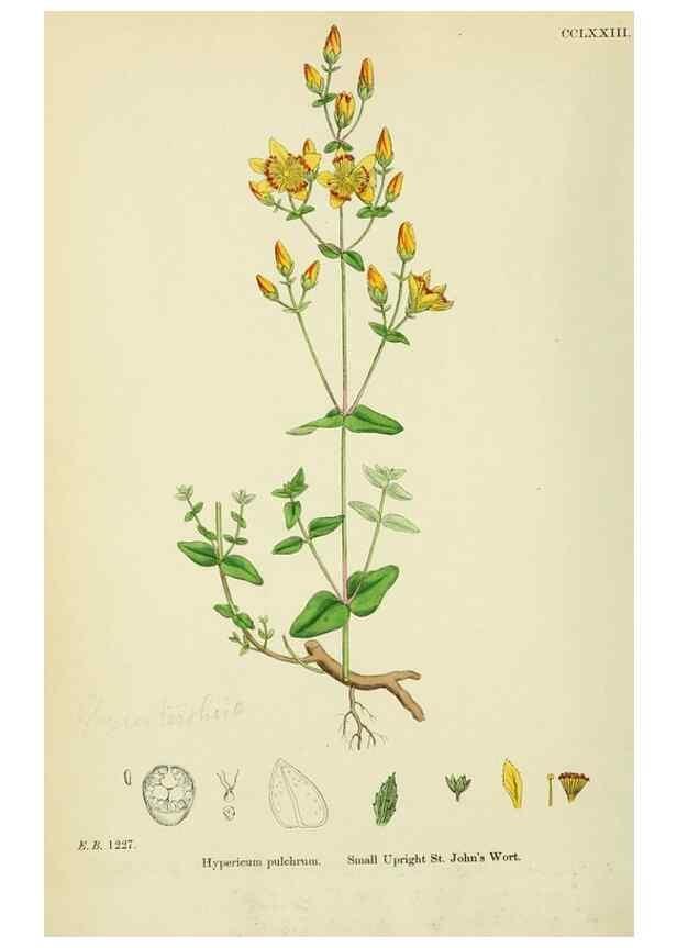 Reproducción/Reproduction 48755454707: English botany, or, Coloured figures of British plants /. London :R. Hardwicke,1863-1886.. 