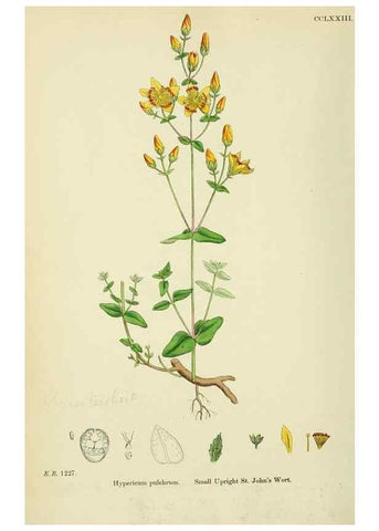 Reproducción/Reproduction 48755454707: English botany, or, Coloured figures of British plants /. London :R. Hardwicke,1863-1886.. 
