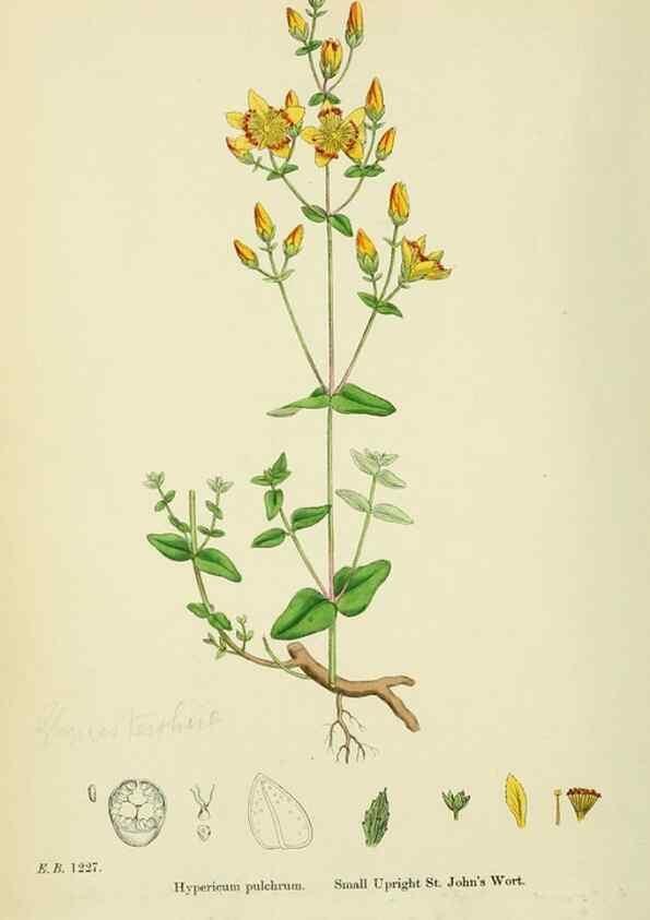 Reproducción/Reproduction 48755454707: English botany, or, Coloured figures of British plants /. London :R. Hardwicke,1863-1886.. 
