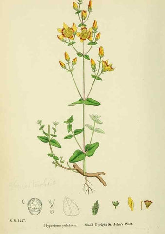 Reproducción/Reproduction 48755454707: English botany, or, Coloured figures of British plants /. London :R. Hardwicke,1863-1886.. 