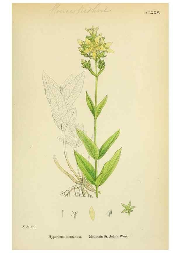 Reproducción/Reproduction 48755259641: English botany, or, Coloured figures of British plants /. London :R. Hardwicke,1863-1886.. 