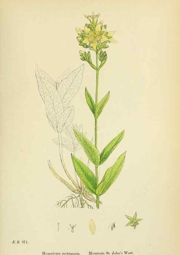 Reproducción/Reproduction 48755259641: English botany, or, Coloured figures of British plants /. London :R. Hardwicke,1863-1886.. 