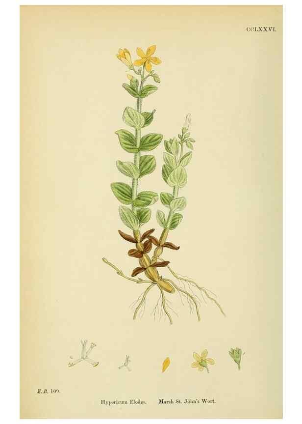 Reproducción/Reproduction 48755455442: English botany, or, Coloured figures of British plants /. London :R. Hardwicke,1863-1886.. 
