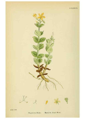 Reproducción/Reproduction 48755455442: English botany, or, Coloured figures of British plants /. London :R. Hardwicke,1863-1886.. 