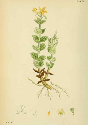 Reproducción/Reproduction 48755455442: English botany, or, Coloured figures of British plants /. London :R. Hardwicke,1863-1886.. 