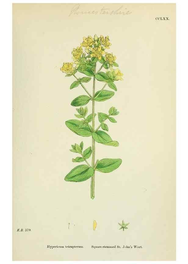 Reproducción/Reproduction 48754936738: English botany, or, Coloured figures of British plants /. London :R. Hardwicke,1863-1886.. 