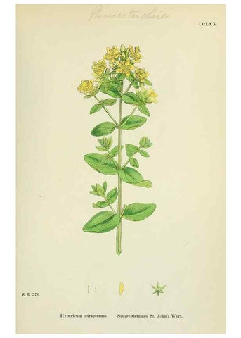 Reproducción/Reproduction 48754936738: English botany, or, Coloured figures of British plants /. London :R. Hardwicke,1863-1886.. 