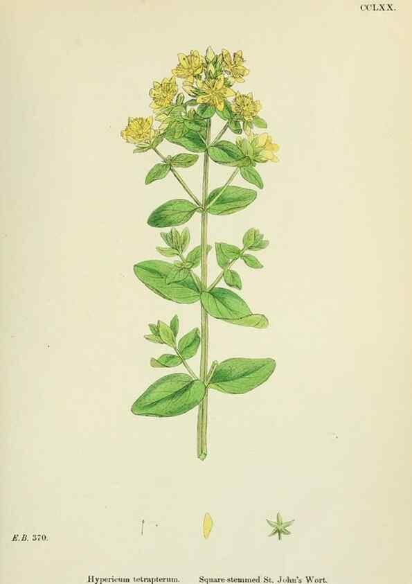 Reproducción/Reproduction 48754936738: English botany, or, Coloured figures of British plants /. London :R. Hardwicke,1863-1886.. 