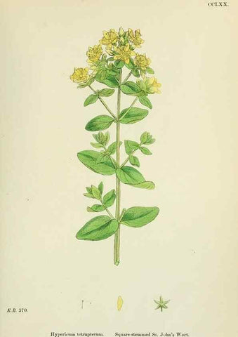 Reproducción/Reproduction 48754936738: English botany, or, Coloured figures of British plants /. London :R. Hardwicke,1863-1886.. 