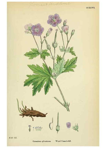 Reproducción/Reproduction 48755266846: English botany, or, Coloured figures of British plants /. London :R. Hardwicke,1863-1886.. 