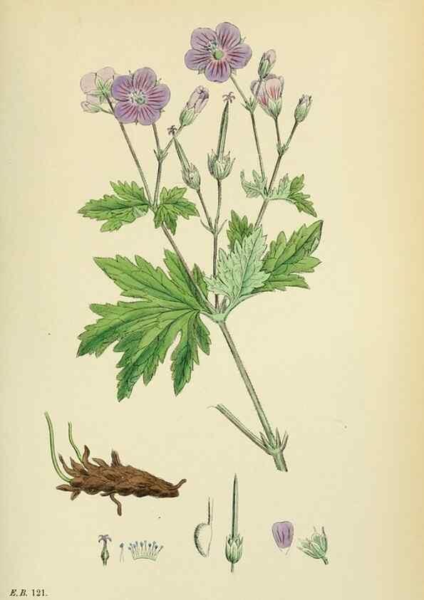 Reproducción/Reproduction 48755266846: English botany, or, Coloured figures of British plants /. London :R. Hardwicke,1863-1886.. 