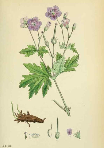 Reproducción/Reproduction 48755266846: English botany, or, Coloured figures of British plants /. London :R. Hardwicke,1863-1886.. 